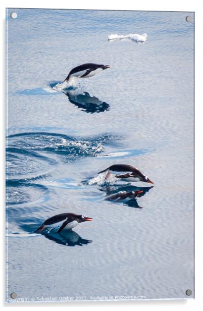 Gentoo penguins leaping out of the water Acrylic by Sebastien Greber