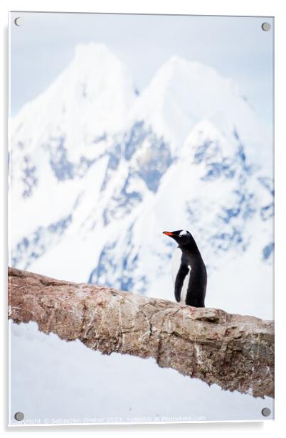 Onlooking Gentoo Penguin Acrylic by Sebastien Greber
