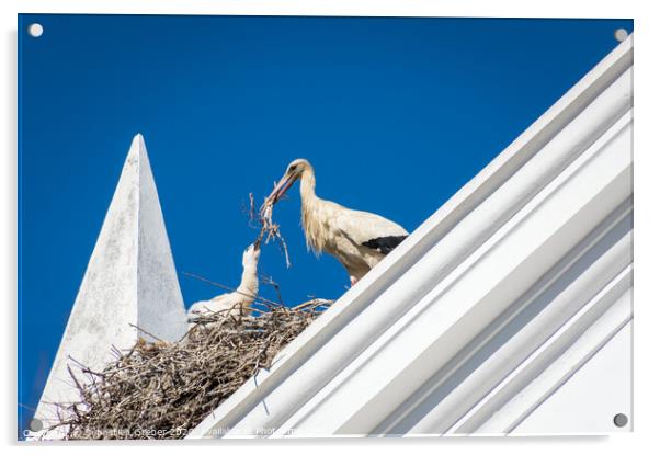 Stork building it's nest Acrylic by Sebastien Greber