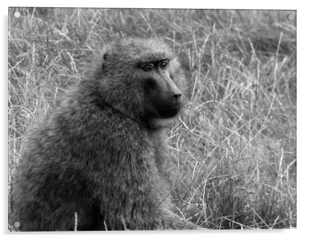Baboon in the grass Acrylic by Greg Sheard