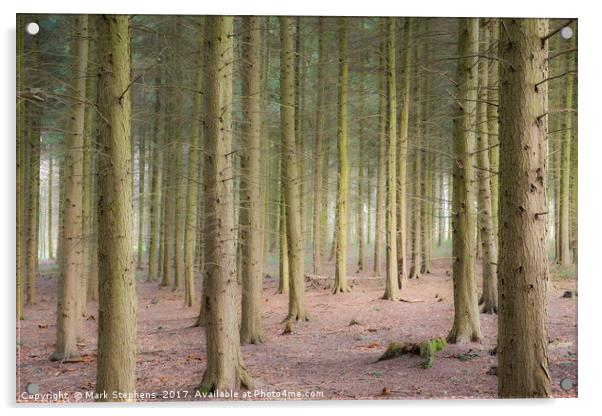 Sulham Woods Acrylic by Mark Stephens