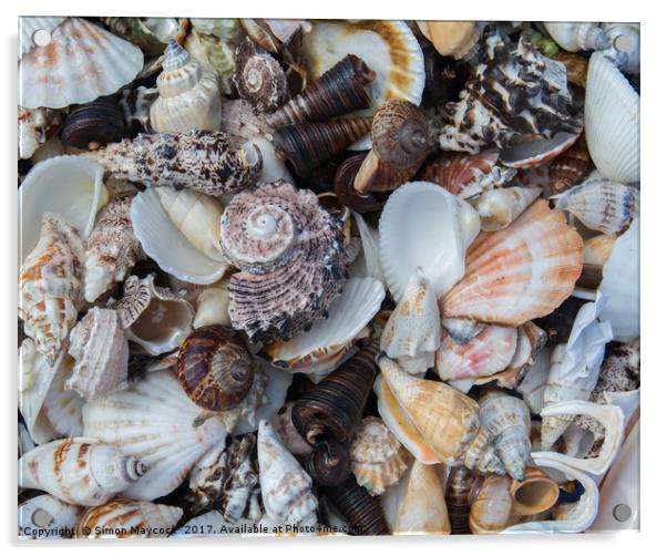 Sea Shell Collection Acrylic by Simon Maycock