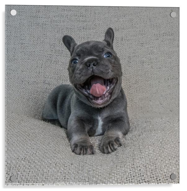 Laughing French Bulldog Pup Acrylic by Simon Maycock