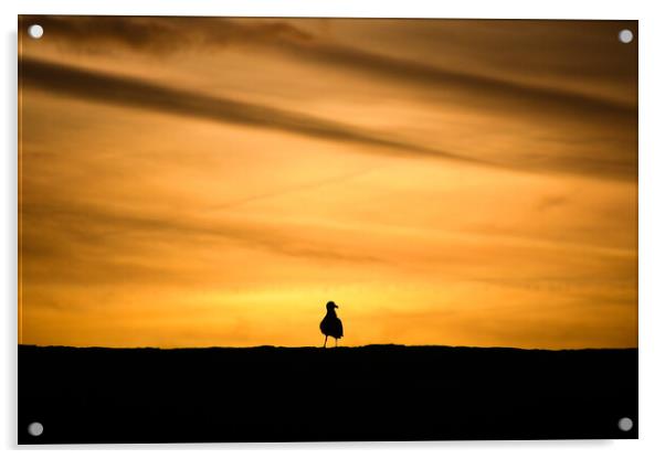 Seagull sunrise Acrylic by Simon Maycock
