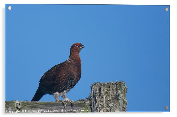 Red grouse Acrylic by Neil Wayper