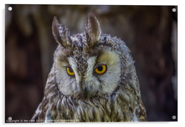 Eagle owl Acrylic by kevin cook