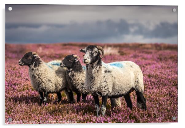 Sheep in T,heather Acrylic by kevin cook