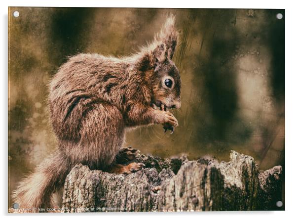 RED Squirrel Acrylic by kevin cook