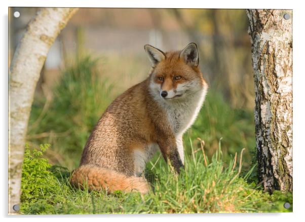 Red Fox Acrylic by Bett Atherton