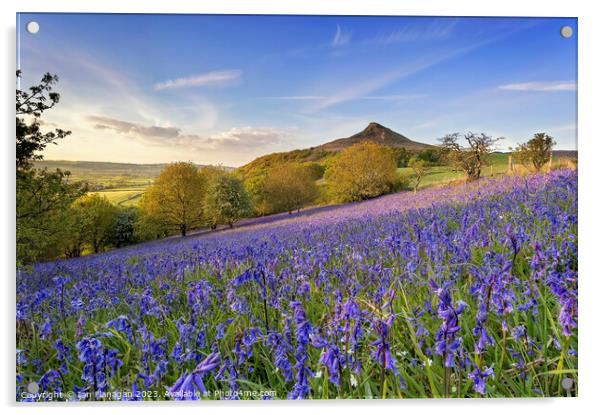 Bluebells Bloom on Roseberry Topping Acrylic by Ian Flanagan