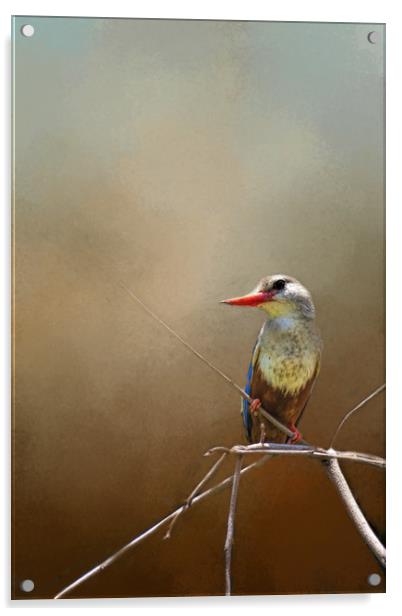 Kingfisher Acrylic by David Owen