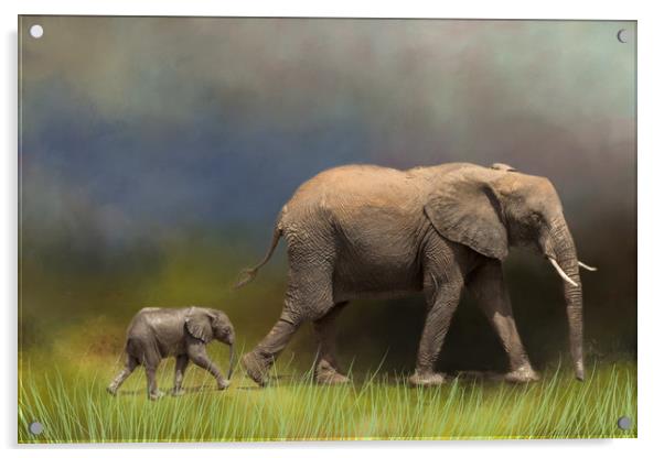 Elephant and young Acrylic by David Owen