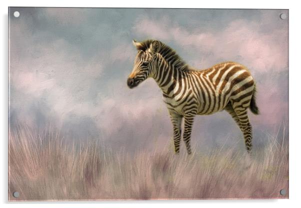 Baby zebra Acrylic by David Owen