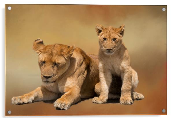 Mother and cub lions Acrylic by David Owen
