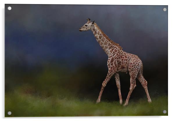Giraffe on walkabout Acrylic by David Owen