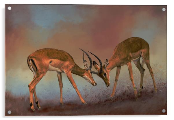 Impala fighting Acrylic by David Owen