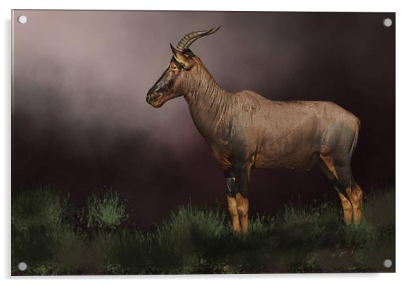 African buck Acrylic by David Owen
