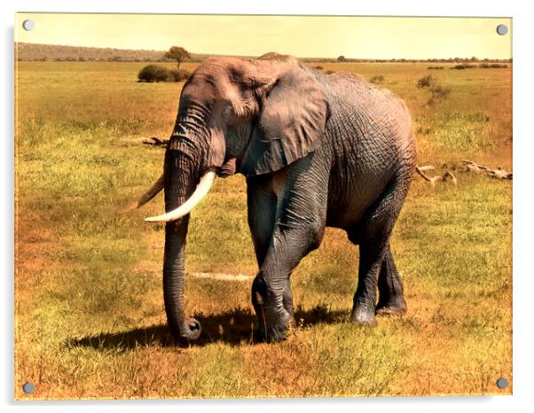 Mighty Elephant Strides Across Plains Acrylic by David Owen