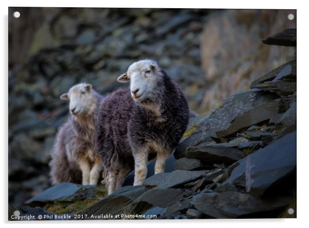 Herdwick Sheep At Honister Pass Acrylic by Phil Buckle