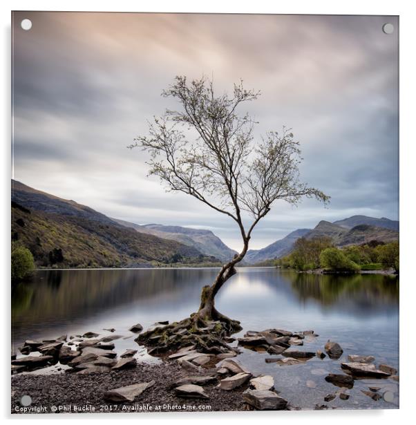 Llanberis Lone Tree Acrylic by Phil Buckle