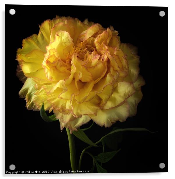 Peony Flower Acrylic by Phil Buckle