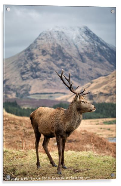 Glen Etive Stag Acrylic by Phil Buckle