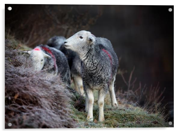 Herdwick Sheep Acrylic by Phil Buckle
