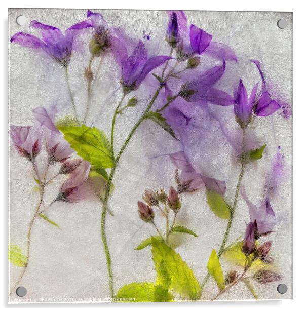 Campanula flowers encased in ice Acrylic by Phil Buckle