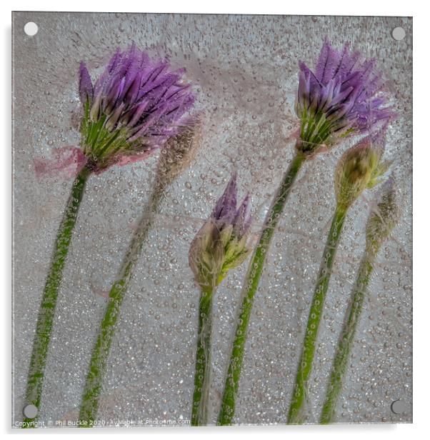 Chive Flowers Acrylic by Phil Buckle