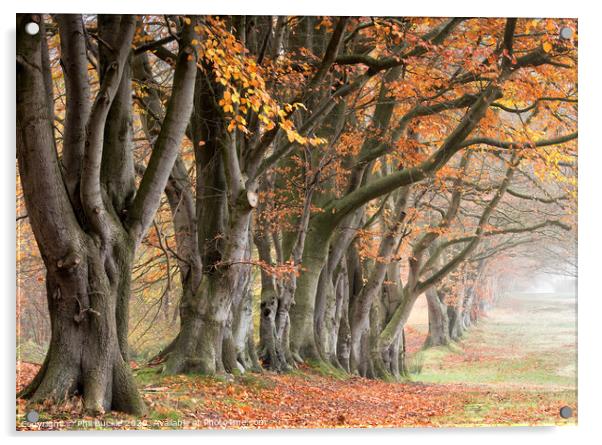 Autumn Beech Trees Acrylic by Phil Buckle