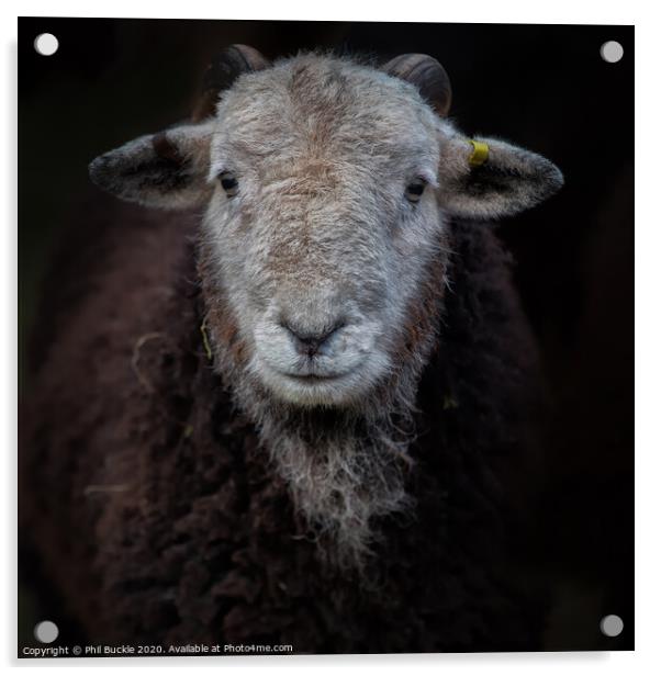 Young Herdwick ram Acrylic by Phil Buckle