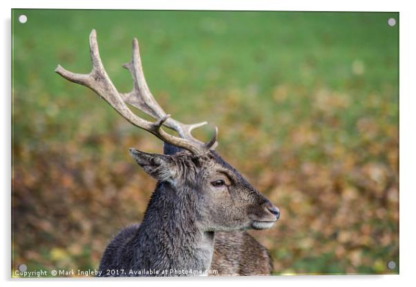 Majestic Deer Acrylic by Mark Ingleby
