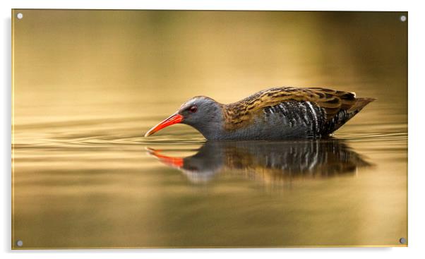 Skulking Water Rail Acrylic by harry morgan