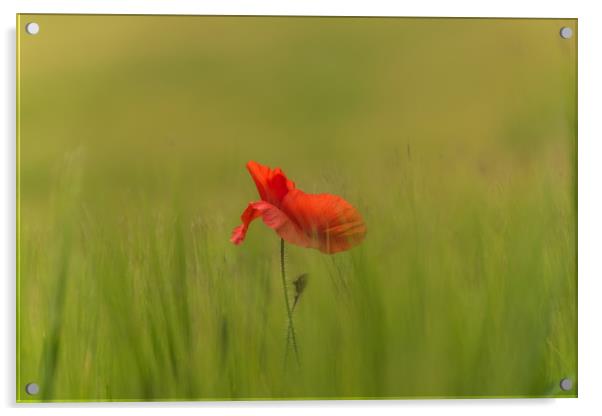 Sole poppy Acrylic by Alf Damp