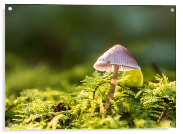Fungi in sunlight Acrylic by Alf Damp