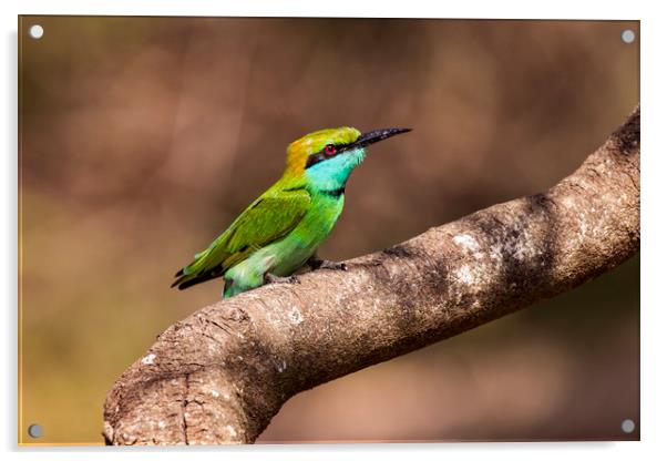 Colourful Green Bee-eater Acrylic by Marlane Clarke