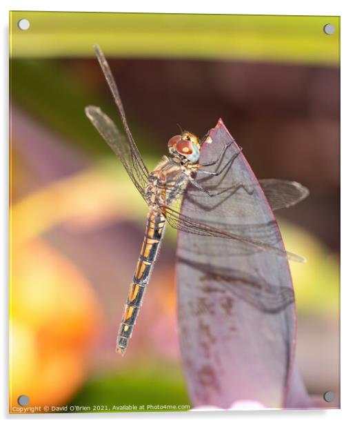 Red-veined Dropwing Dragonfly Acrylic by David O'Brien