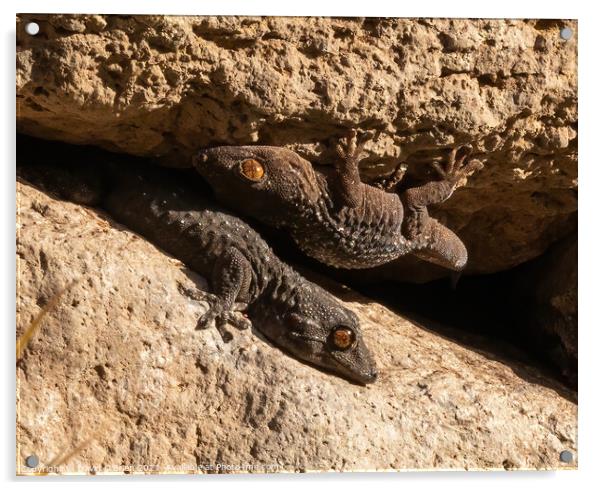 Pair of wall geckos Acrylic by David O'Brien