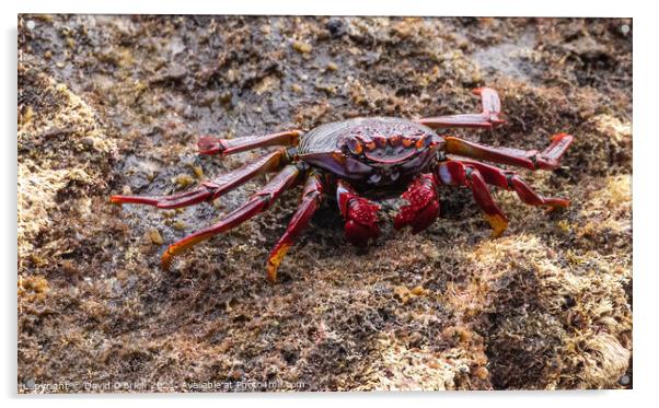 Red Rock Crab Acrylic by David O'Brien