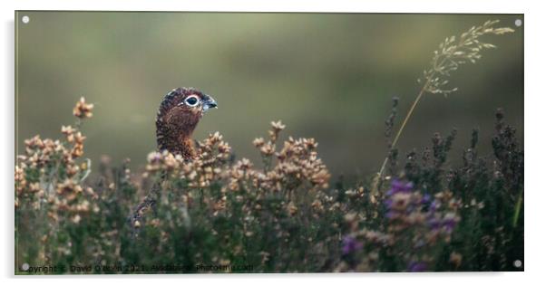 Red grouse in heather Acrylic by David O'Brien