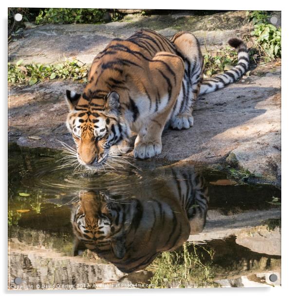 Indochinese Tiger Acrylic by David O'Brien