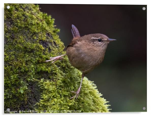 Wren Acrylic by David O'Brien