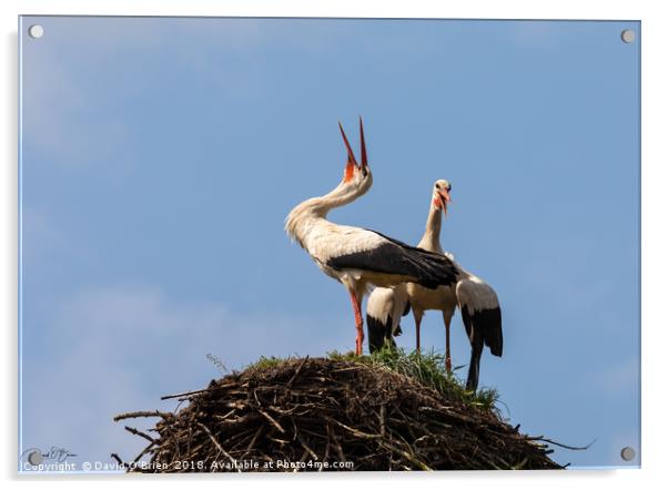 White Storks Laughing Acrylic by David O'Brien