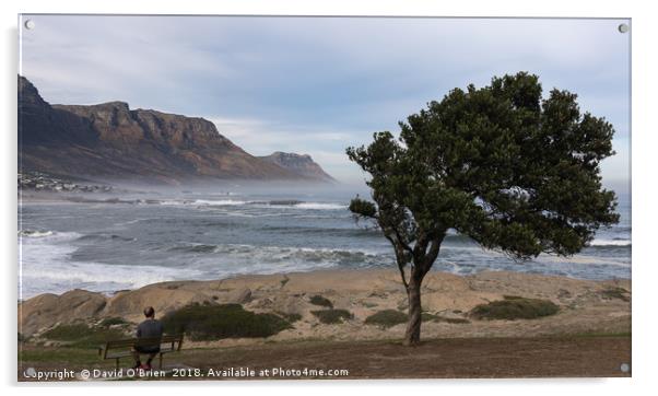 Taking a break, Cape peninsula, South Africa Acrylic by David O'Brien