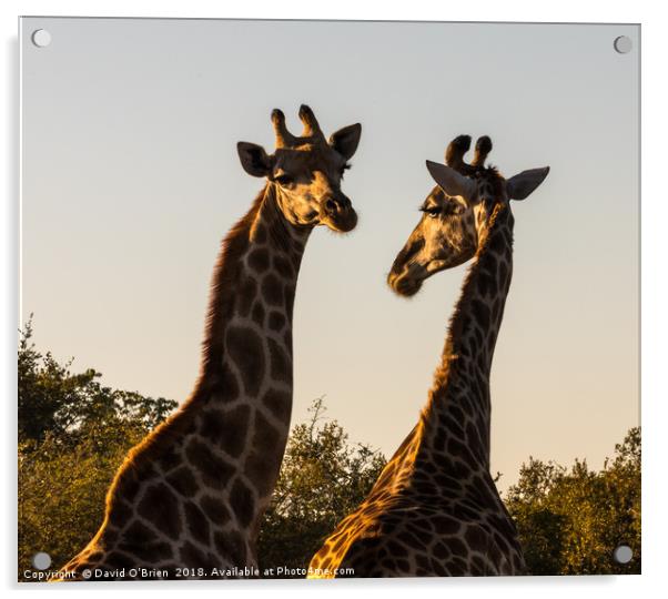 African Giraffes in morning light Acrylic by David O'Brien