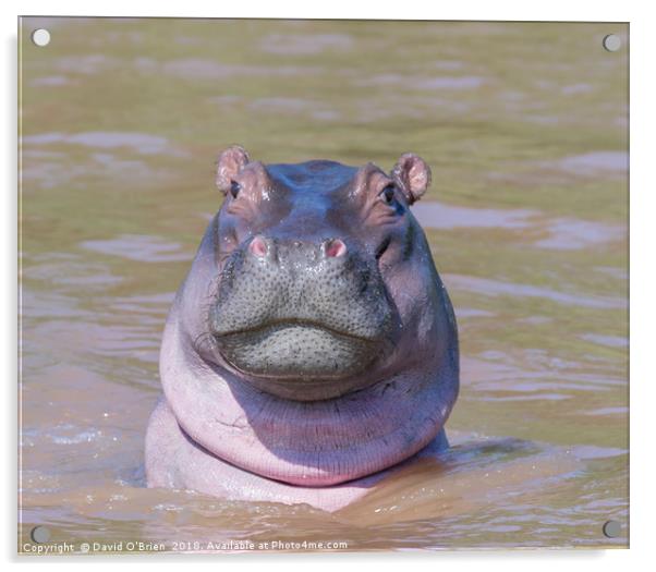 Curious Hippo Acrylic by David O'Brien