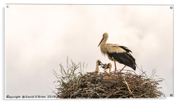 White Stork with Chicks Acrylic by David O'Brien