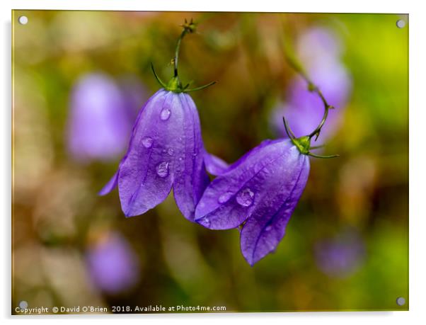 Raindrops on Campanula Flowers Acrylic by David O'Brien