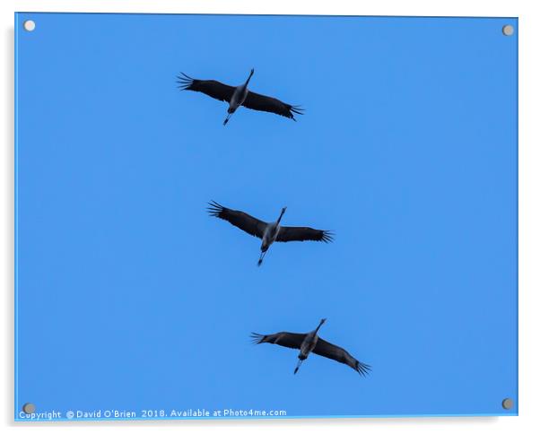 Cranes in Flight Formation Acrylic by David O'Brien