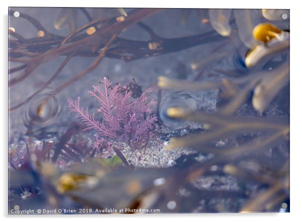 Colourful Seaweed Acrylic by David O'Brien